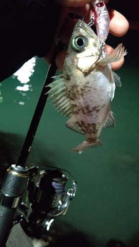 メバルの釣果