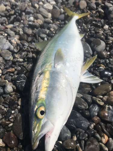 ハマチの釣果