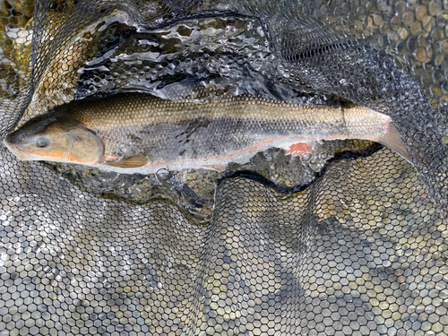 マルタウグイの釣果