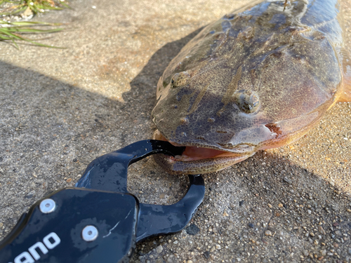 マゴチの釣果