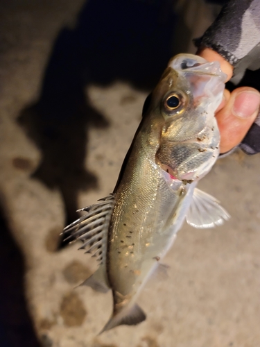 セイゴ（マルスズキ）の釣果