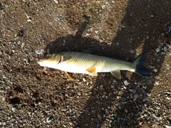 ニゴイの釣果