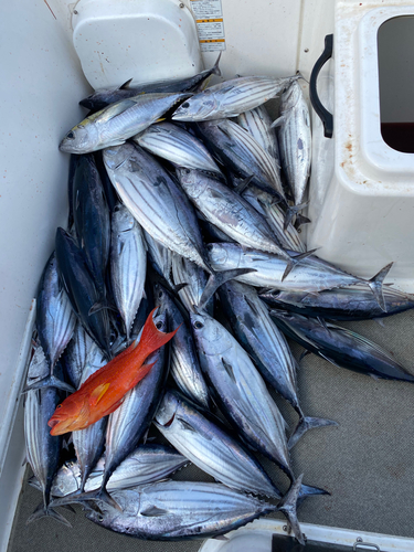 カツオの釣果