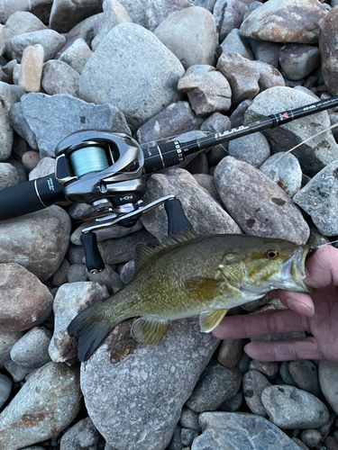 スモールマウスバスの釣果