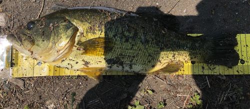 ブラックバスの釣果