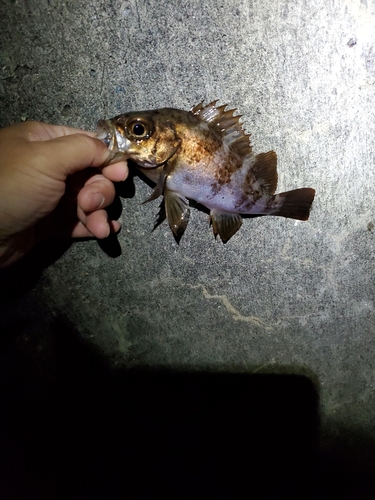 メバルの釣果