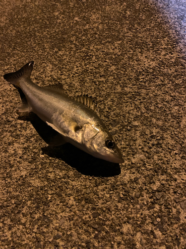 セイゴ（マルスズキ）の釣果