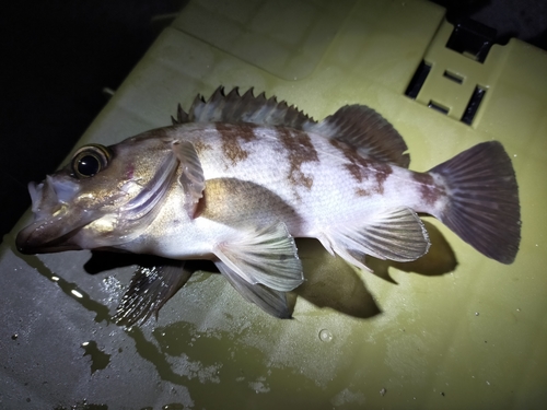 クロメバルの釣果