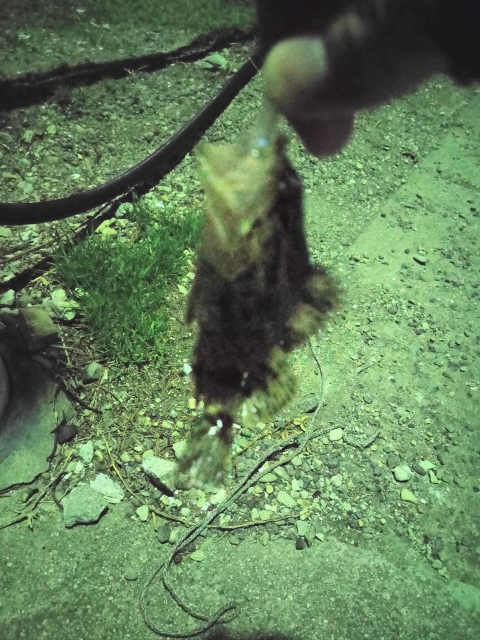 タケノコメバル