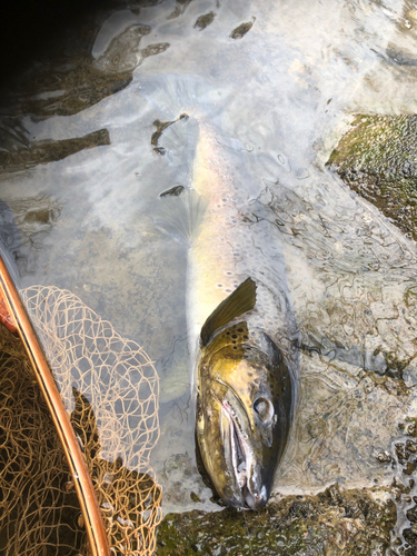 ブラウントラウトの釣果