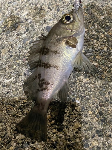 アカメバルの釣果