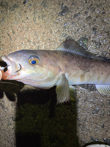 ホッケの釣果