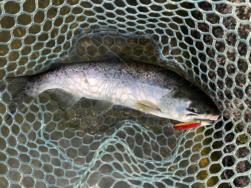 トラウトの釣果