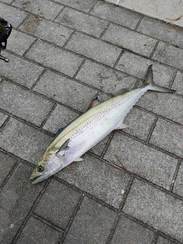 サゴシの釣果