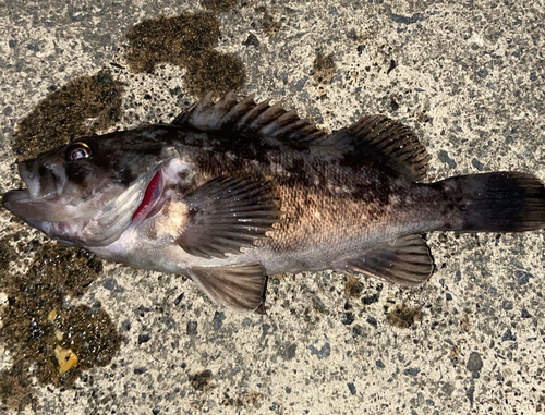 ソイの釣果