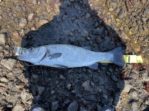 ヒラスズキの釣果