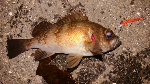 メバルの釣果