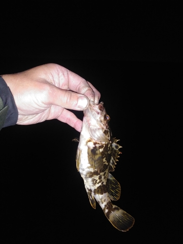 タケノコメバルの釣果