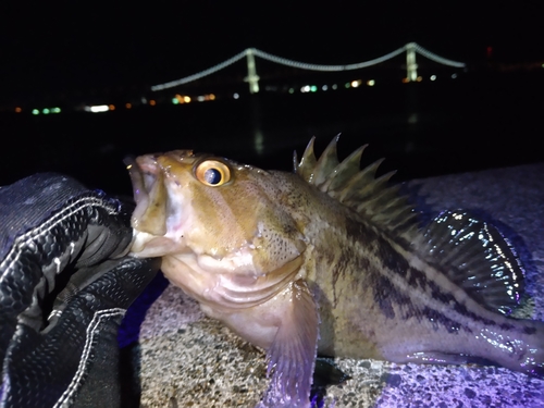 シマソイの釣果