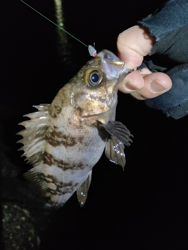 メバルの釣果