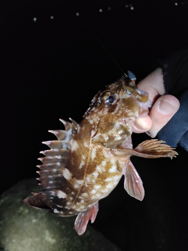 カサゴの釣果