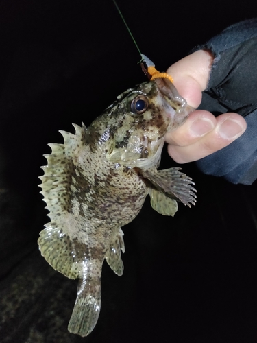 クロソイの釣果