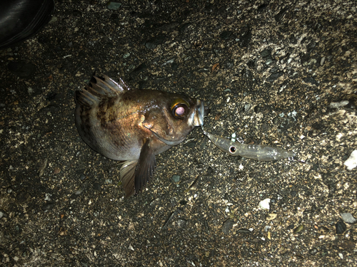 メバルの釣果