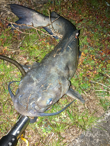 アメリカナマズの釣果