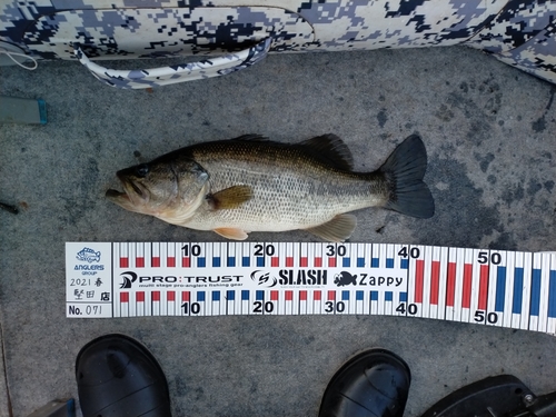 ブラックバスの釣果