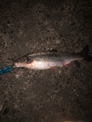 ウグイの釣果