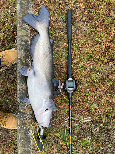 アメリカナマズの釣果