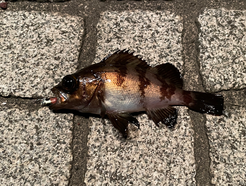 メバルの釣果