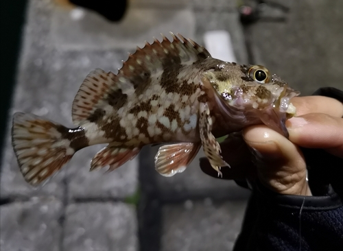 カサゴの釣果