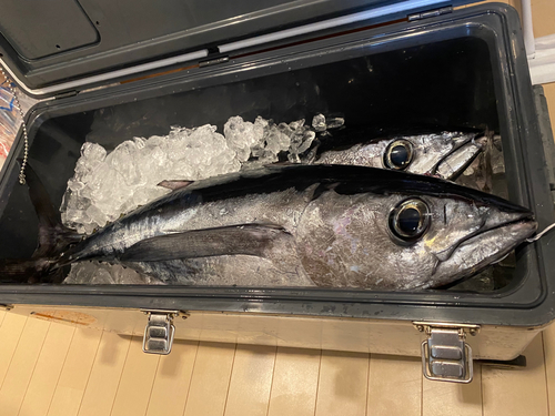 ビンチョウマグロの釣果