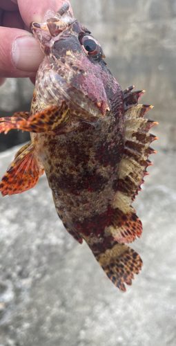 タケノコメバルの釣果