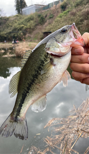 釣果