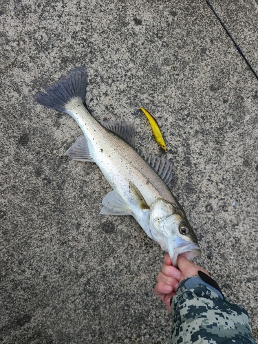 シーバスの釣果