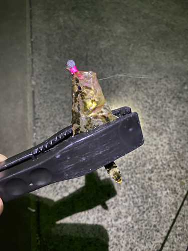 タケノコメバルの釣果