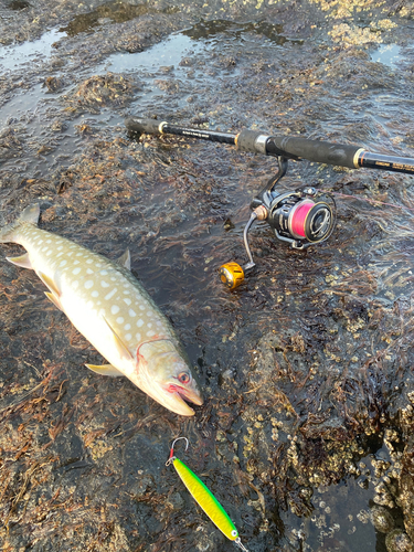 アメマスの釣果