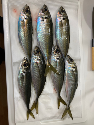 アジの釣果