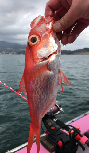 キンメダイの釣果