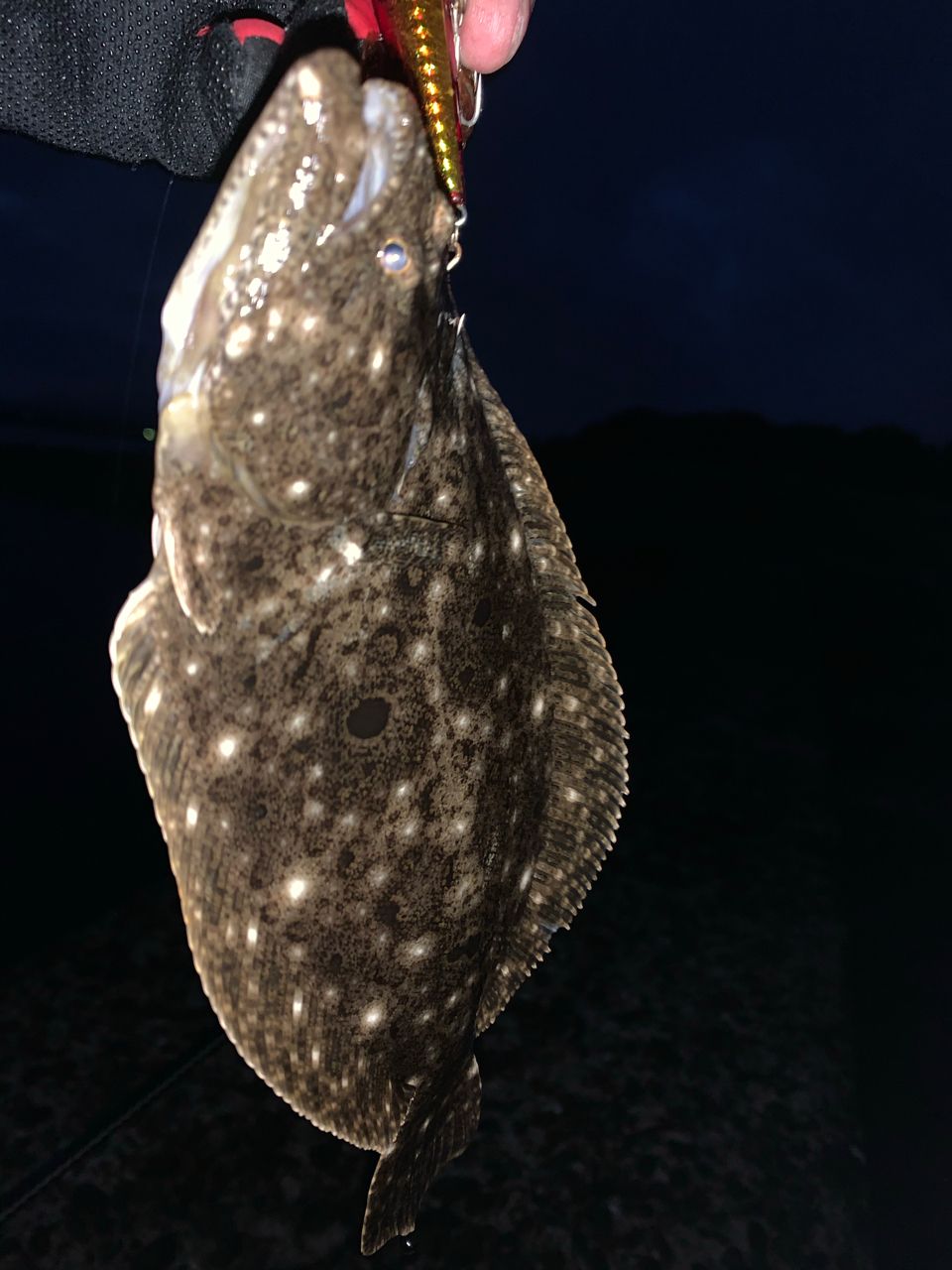 ヒラメ