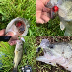 ブラックバスの釣果