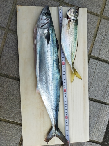 サゴシの釣果