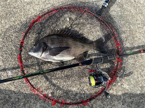 チヌの釣果