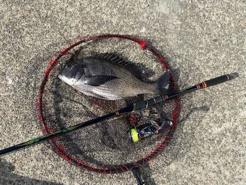 チヌの釣果