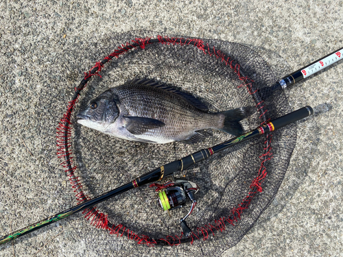 チヌの釣果