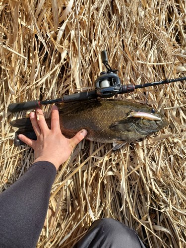 スモールマウスバスの釣果