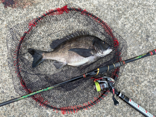 チヌの釣果