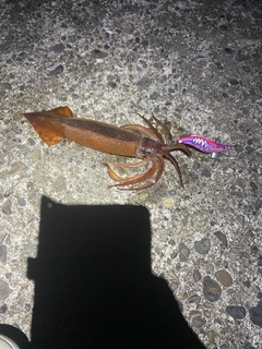 ヤリイカの釣果
